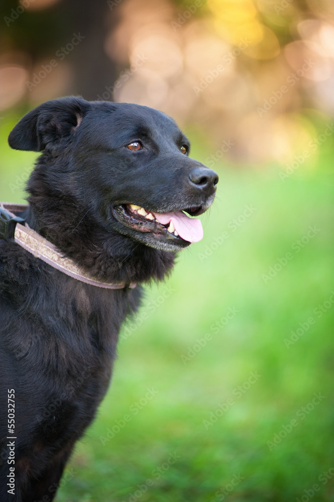 Fototapeta premium dog for a walk