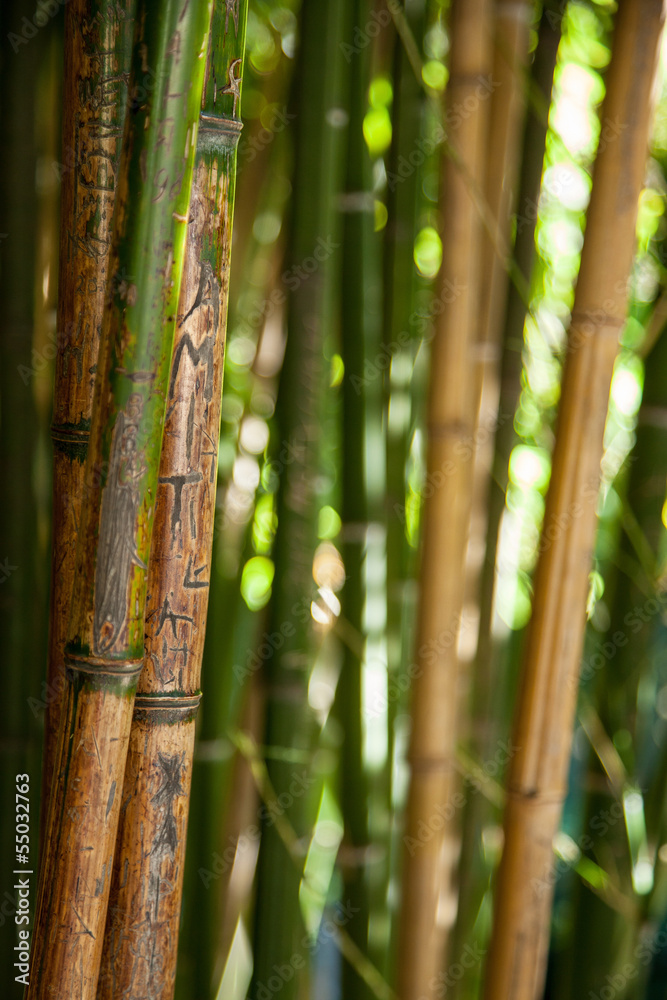 Bamboo background Bamboo background