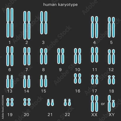 Normal human karyotype