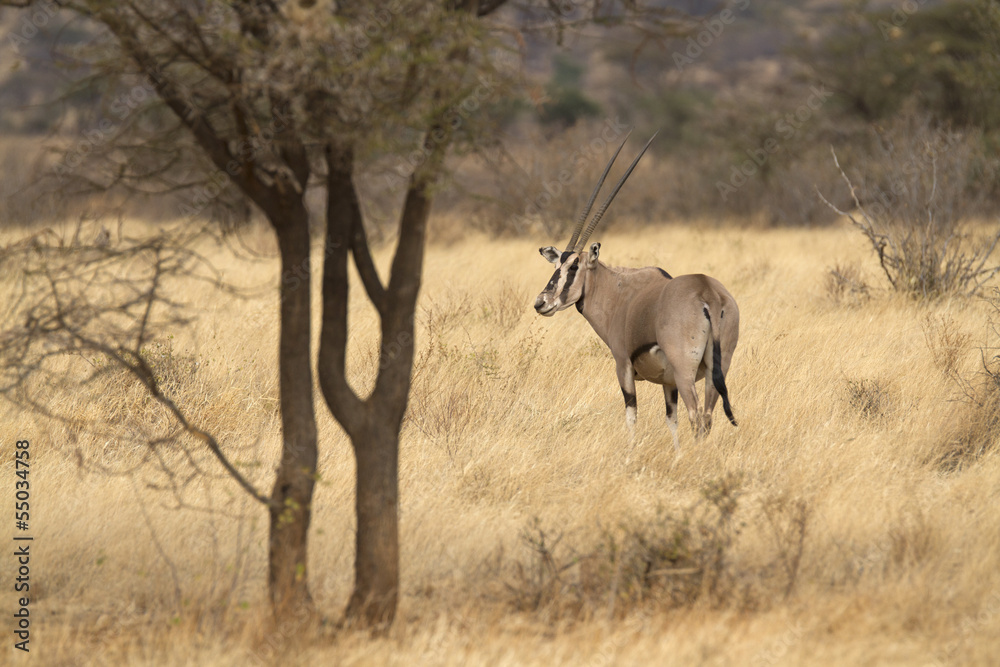 Naklejka premium Antelope beisa oryx standing on yellow grass