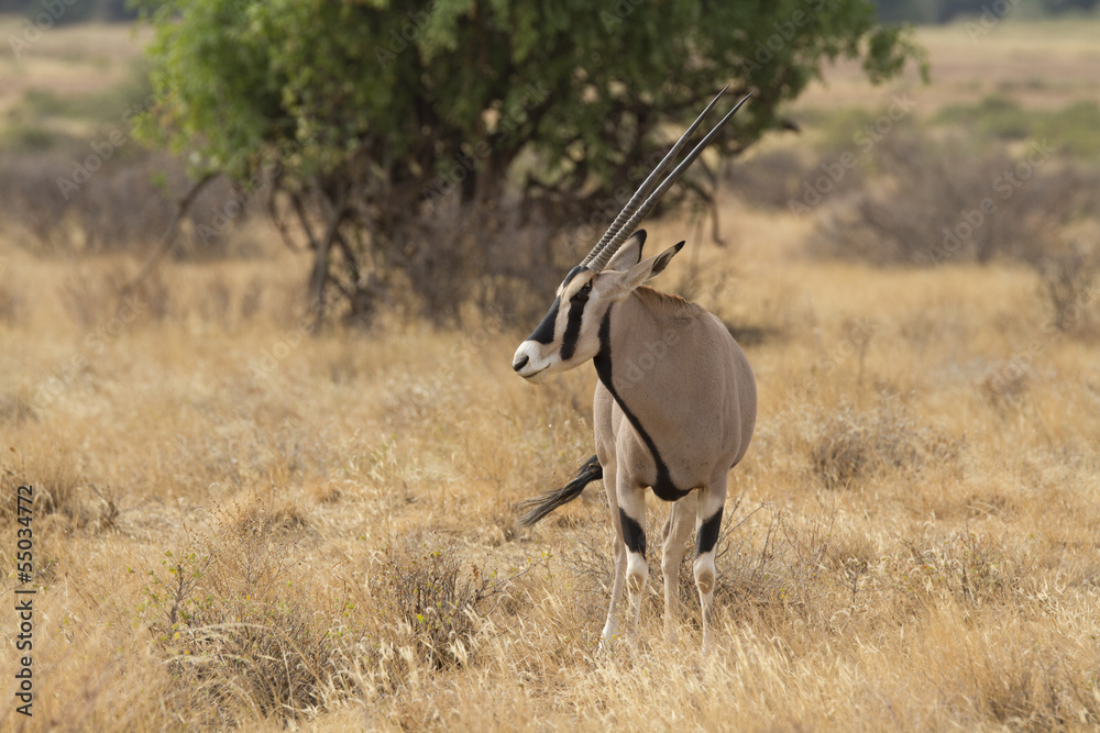 Antelope beisa oryx standing on yellow grass Antelope beisa oryx standing on yellow grass