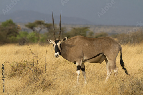 Antelope beisa oryx standing on yellow grass photo