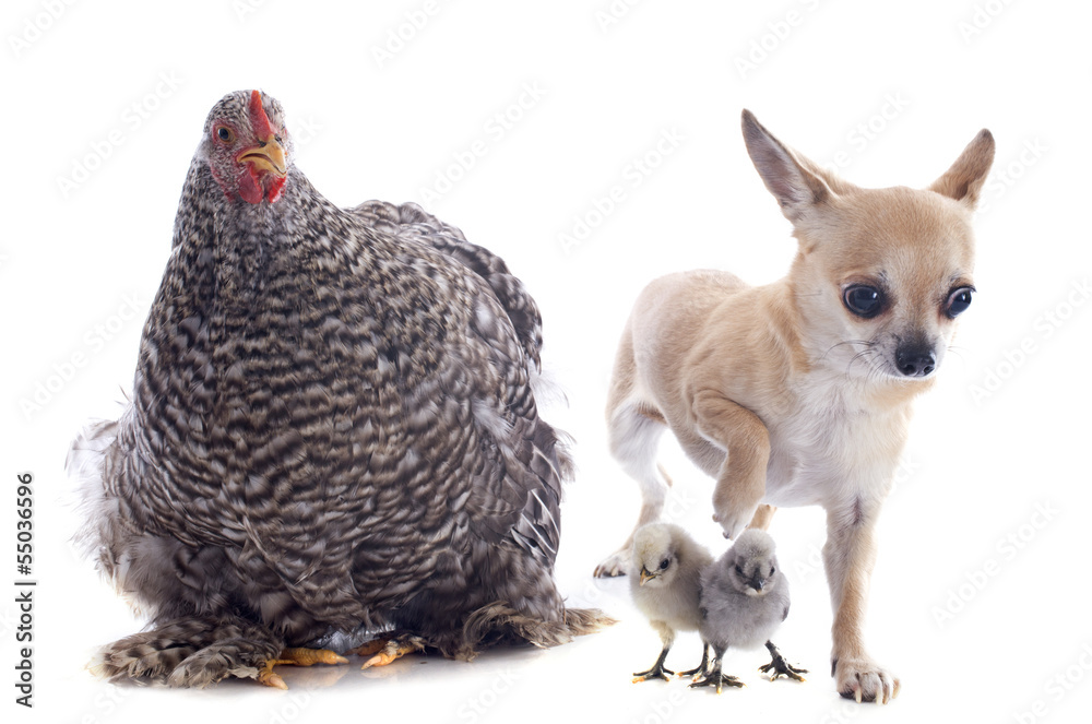 orpington chicken and chihuahua