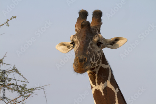Fototapeta Naklejka Na Ścianę i Meble -  Portrait of reticulated giraffe.