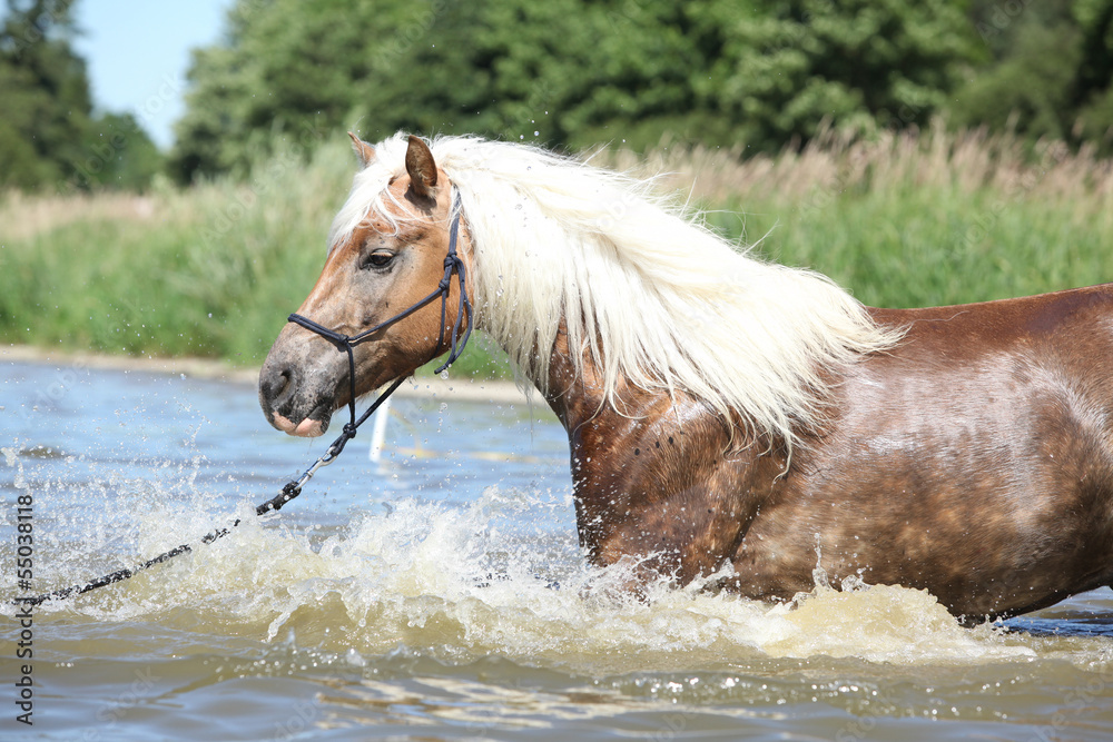 Fototapeta premium Nice haflinger in water