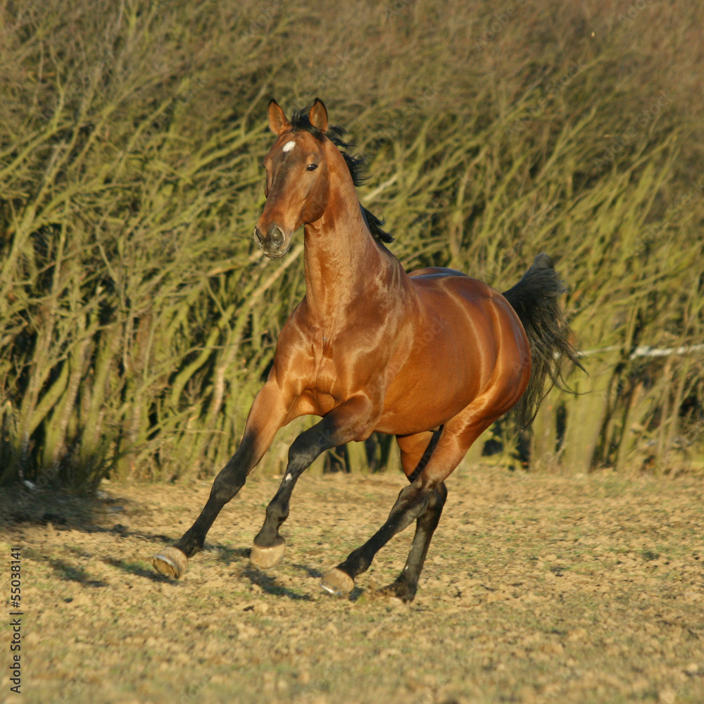 Gorgeous brown warmblood running in the evening Gorgeous brown warmblood running in the evening