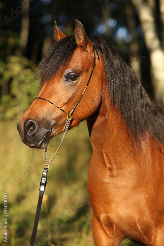 Fototapeta Naklejka Na Ścianę i Meble -  Gorgeous pony mare with nice show halter