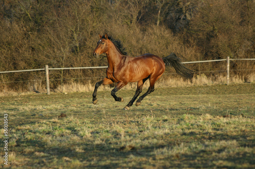 Gorgeous brown warmblood running in the evening photo