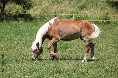 Nice haflinger with boots