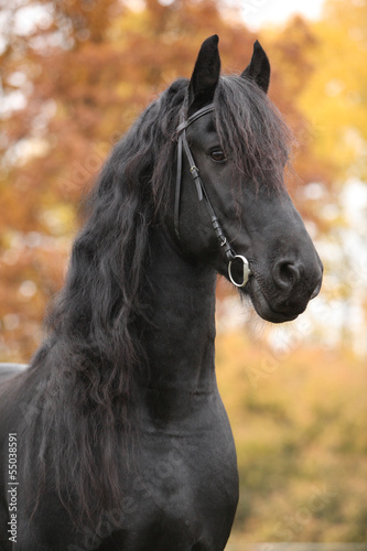 Fototapeta Naklejka Na Ścianę i Meble -  Portrait of beautiful Friesian stallion