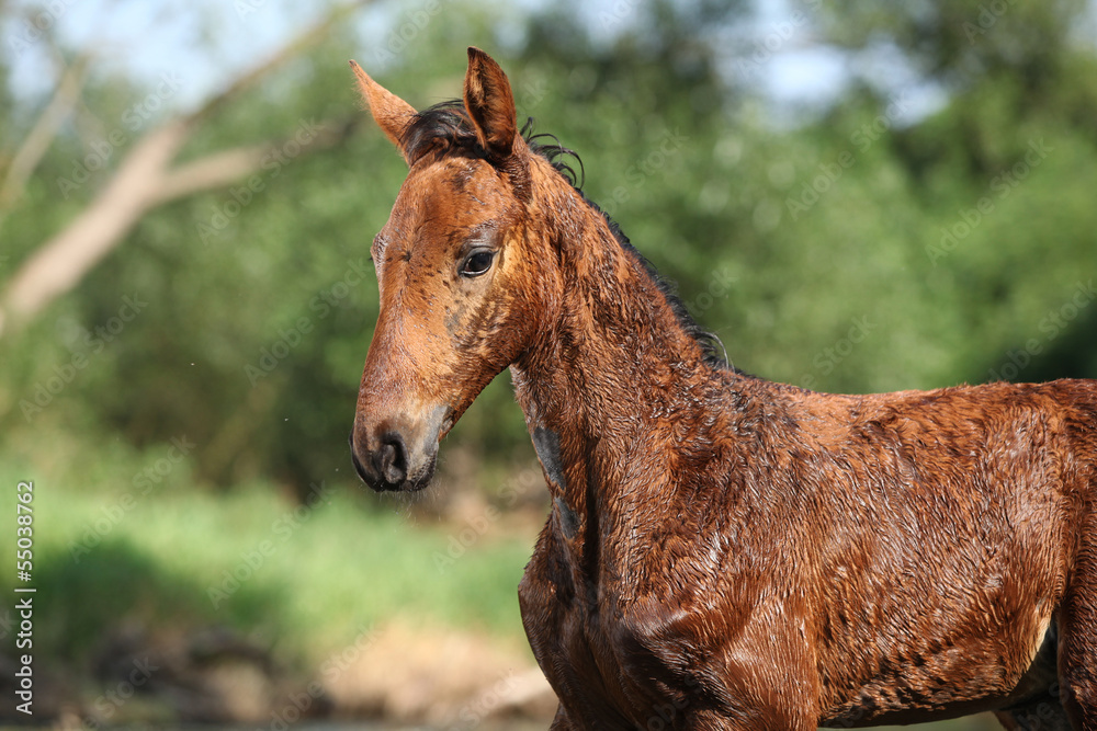 Portrait of nice wet foal Portrait of nice wet foal