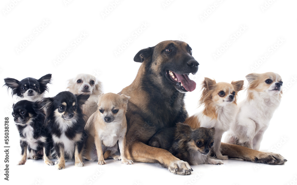 Fototapeta premium malinois and chihuahuas