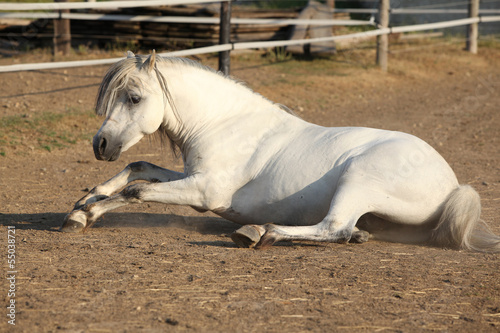 Fototapeta Naklejka Na Ścianę i Meble -  Nice horse rolling