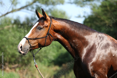 Fototapeta Naklejka Na Ścianę i Meble -  Portrait of nice wet horse