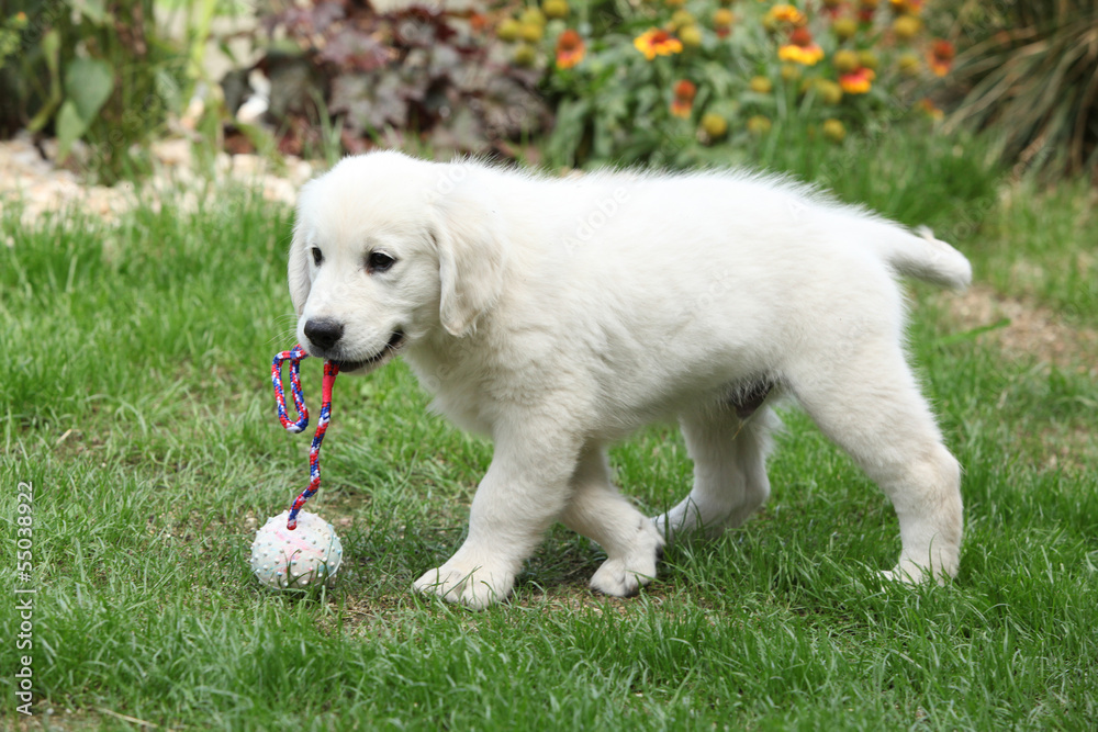 Nice cream golden retriever moving