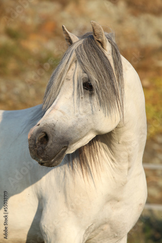 Fototapeta Naklejka Na Ścianę i Meble -  Gorgeous white stallion of welsh mountain pony