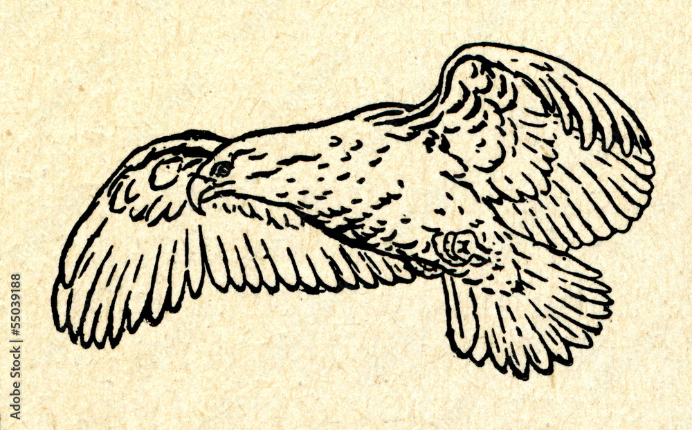 Obraz premium White-tailed Eagle (Haliaeetus albicilla)