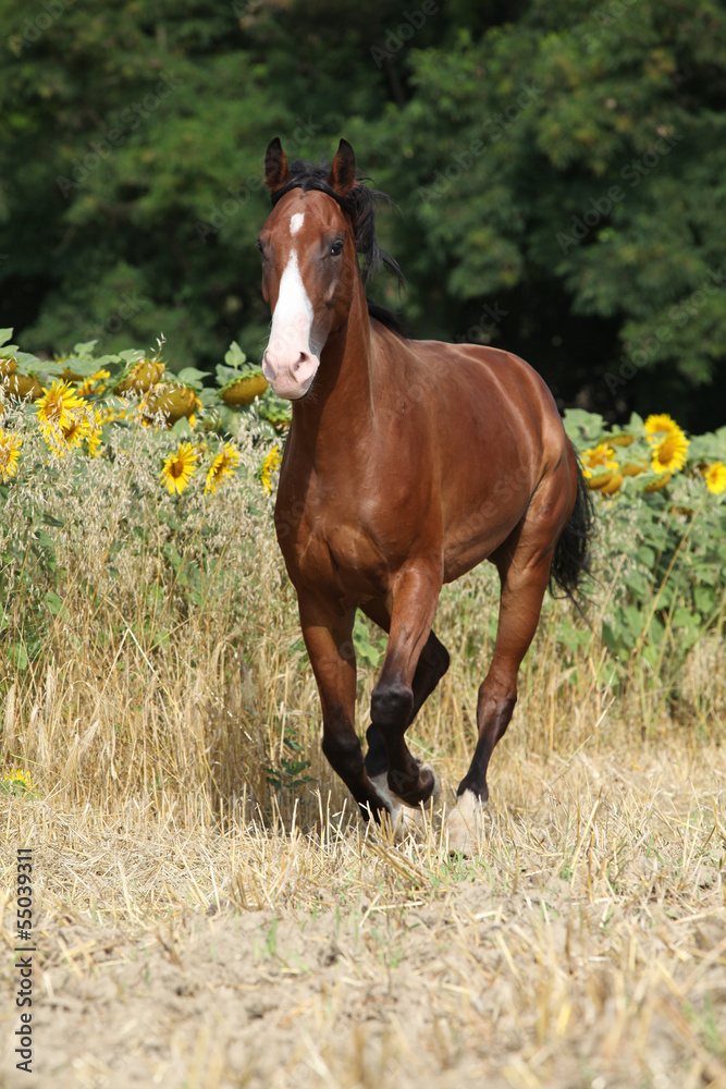 Beautiful horse running in front of sunflowers Beautiful horse running in front of sunflowers