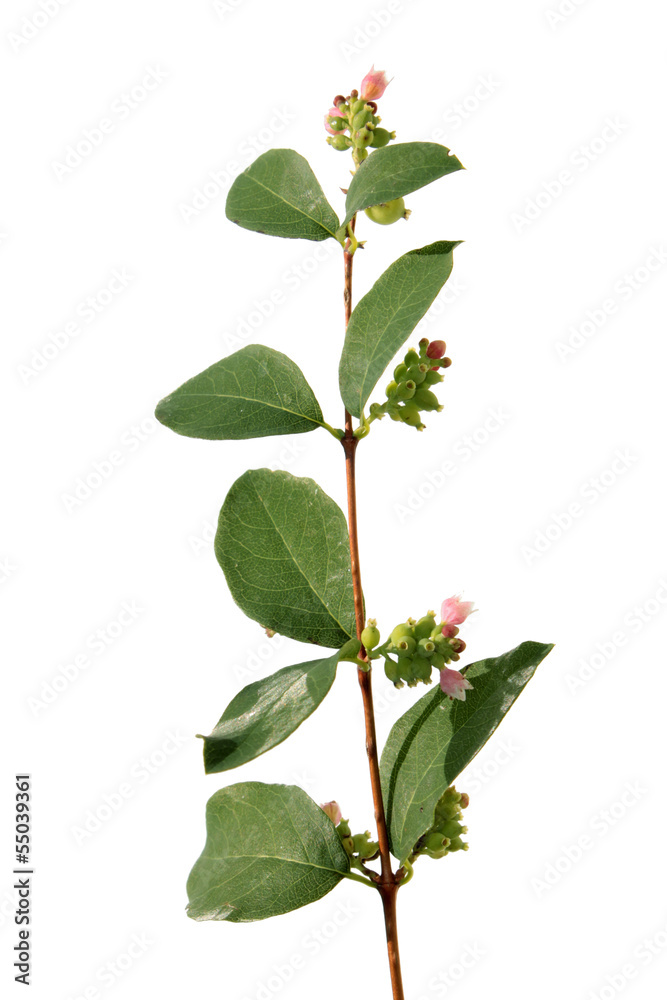 Branch of common snowberry isolated on white Branch of common snowberry isolated on white