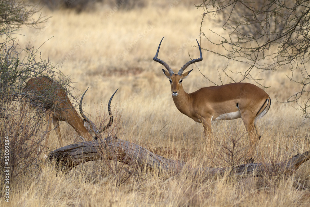Fototapeta premium Two impala rams on dispute
