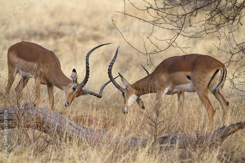 Two impala rams on dispute