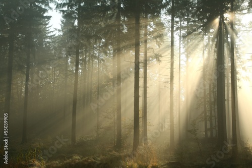 Fototapeta Naklejka Na Ścianę i Meble -  Coniferous forest on a misty autumn morning
