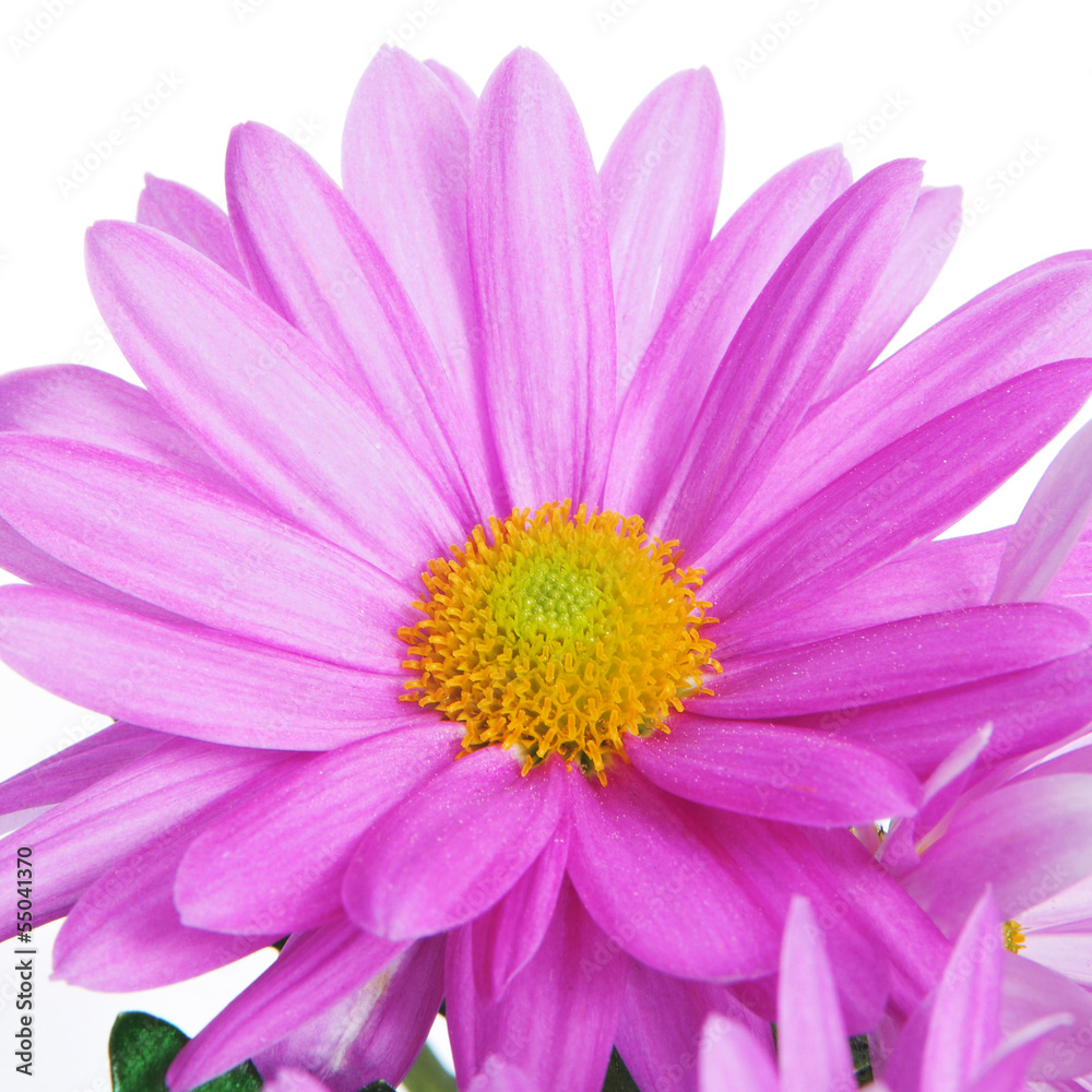 gerbera daisy