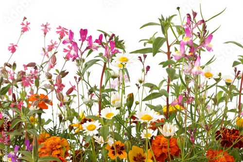 Fototapeta Naklejka Na Ścianę i Meble -  Mixed wild field flowers over white