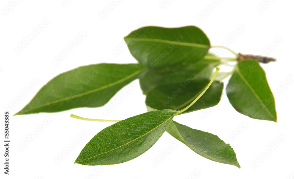 Green leaves isolated on white Green leaves isolated on white