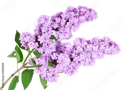 Canvas Print Beautiful lilac flowers isolated on white