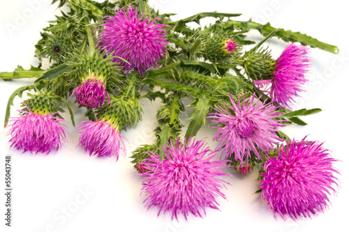 Burdock
