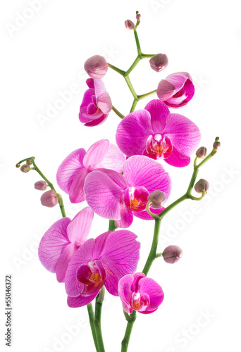 Canvastavla pink flowers orchid on a white background