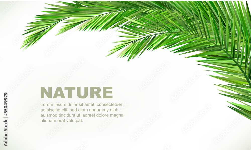 Naklejka premium coconut leaves