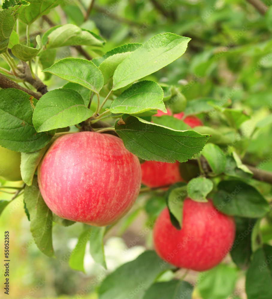 Crop of apples