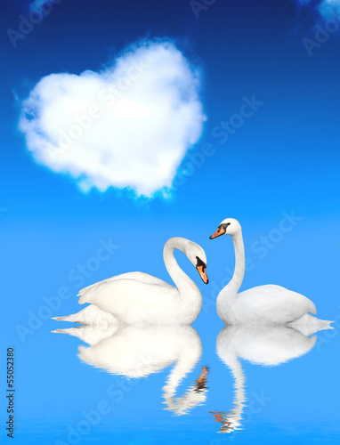 Fototapeta Naklejka Na Ścianę i Meble -  Two swans