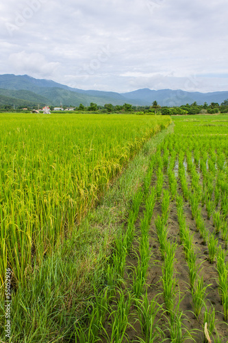 Ridge  mountain and rice field in Thailand