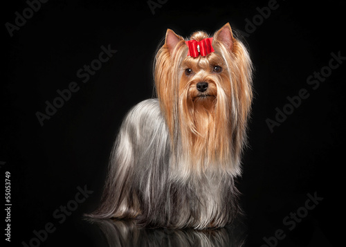 Young Yorkie female dog on black background