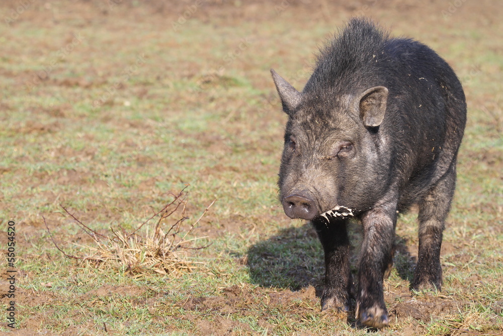 cochon vietnamien cochon vietnamien