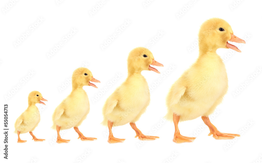 Beautiful ducklings different sizes, from small to large,