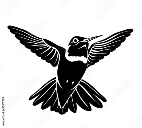 black bird hummingbird on a white background