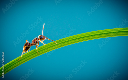Ant and green grass