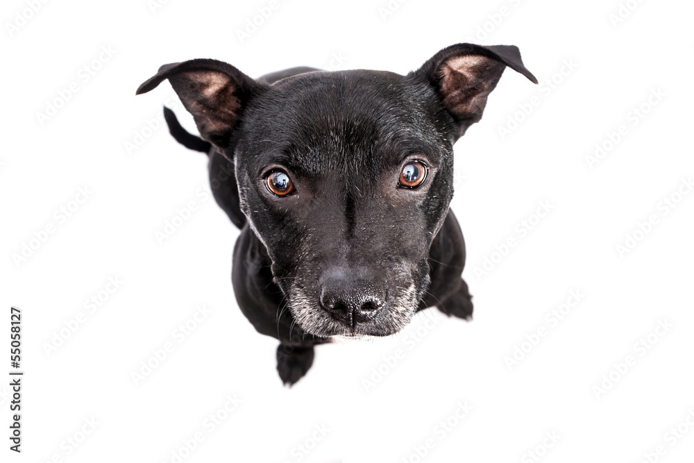 staffordshire bull terrier studio shot, white background staffordshire bull terrier studio shot, white background