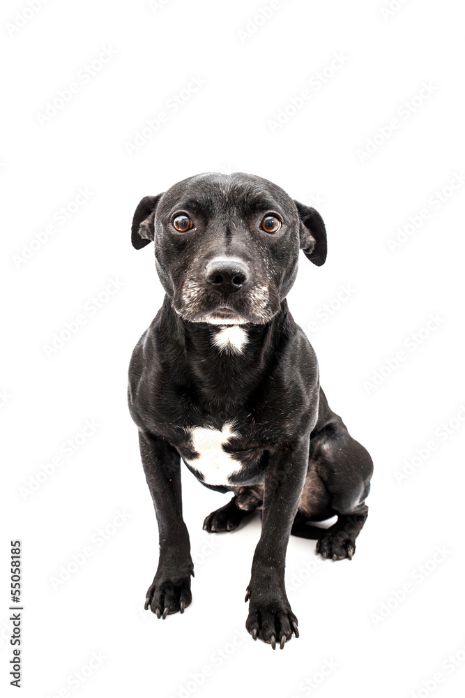 staffordshire bull terrier studio shot, white background