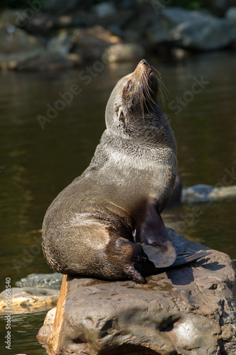 female South American Fur Seal resting