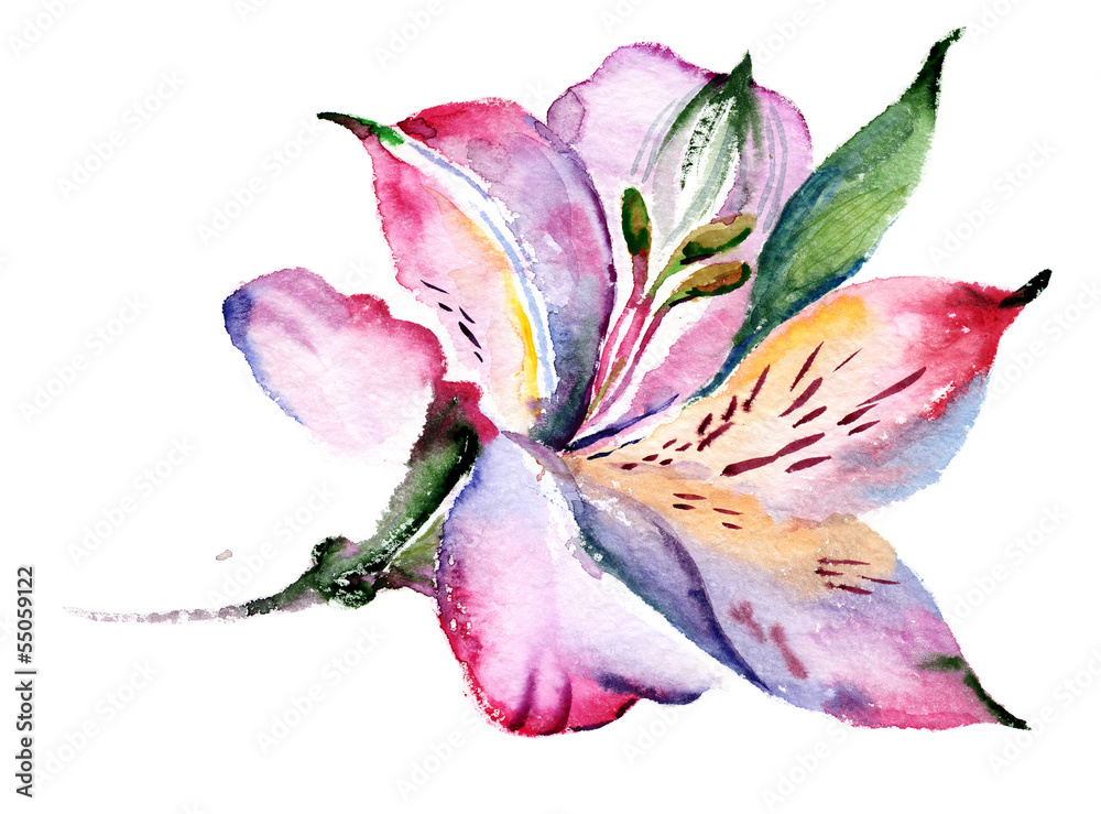 Fototapeta premium Watercolor Pink Lily