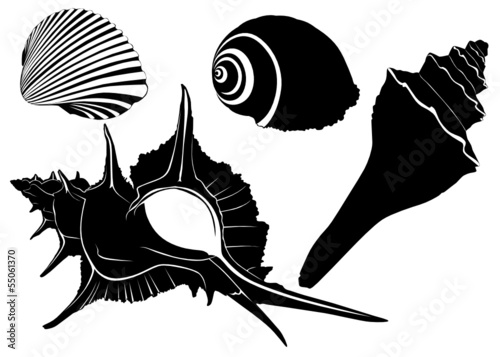 sea shells vector isolated