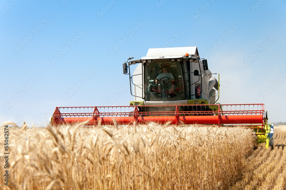 Naklejka premium Combine harvests wheat on a field in sunny summer day