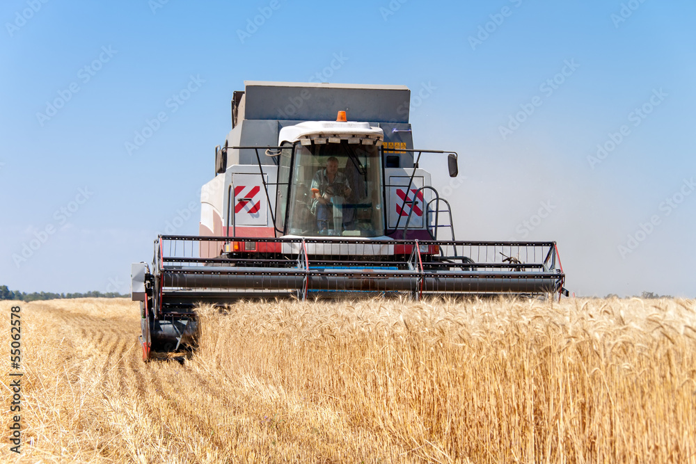 Obraz premium Combine harvests wheat on a field in sunny summer day