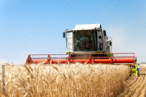 Combine harvests wheat on a field in sunny summer day