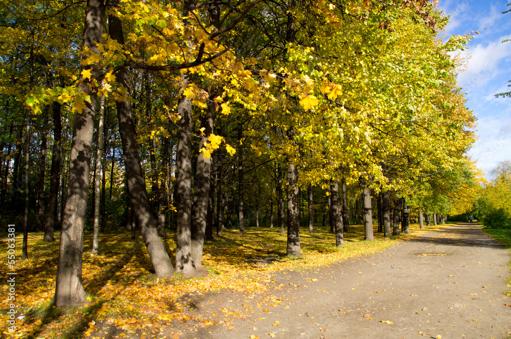 Fototapeta premium Park in the fall